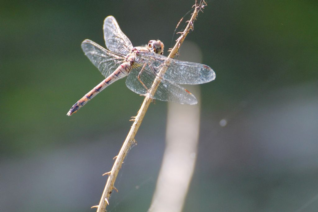 Sympetrum striolatum femmina